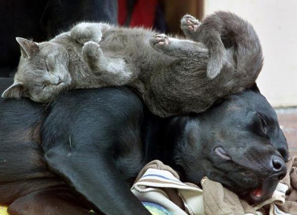 Cat Sleeps On Dog