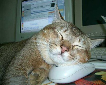 Cat Sleeps On Mouse