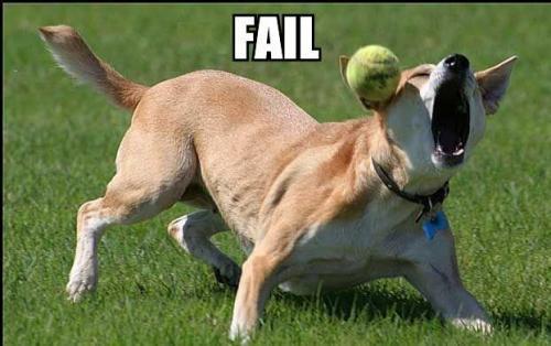 dog-misses-ball dog-misses-ball1