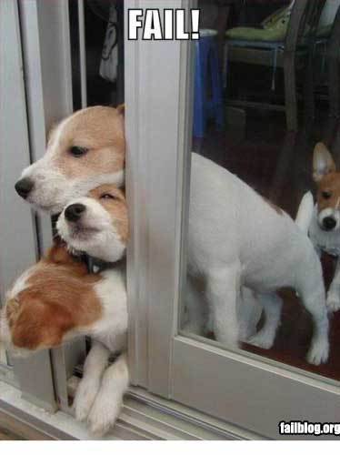 dogs-stuck-in-door1 dogs-stuck-in-door1