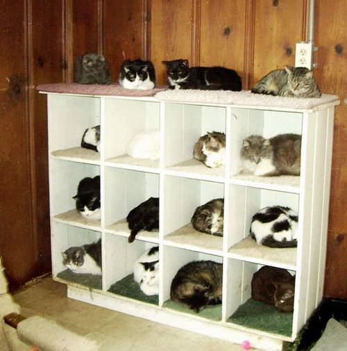 kitty-condos kitty-condos