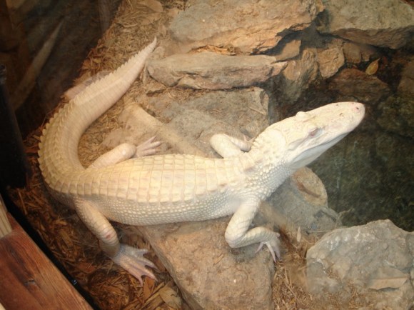 Rare Albino Alligator