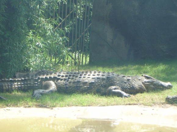 Standard-Issue Alligator