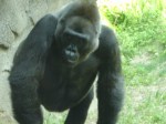 Gorilla-4