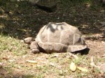 Tortoise-2