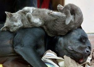 Sleepy Cat On Dog Sleepy Cat On Dog