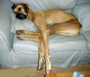 Dog In Couch